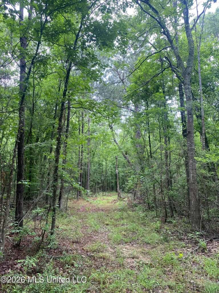 Hunting and Recreational Land for Sale in Amite County, Miss