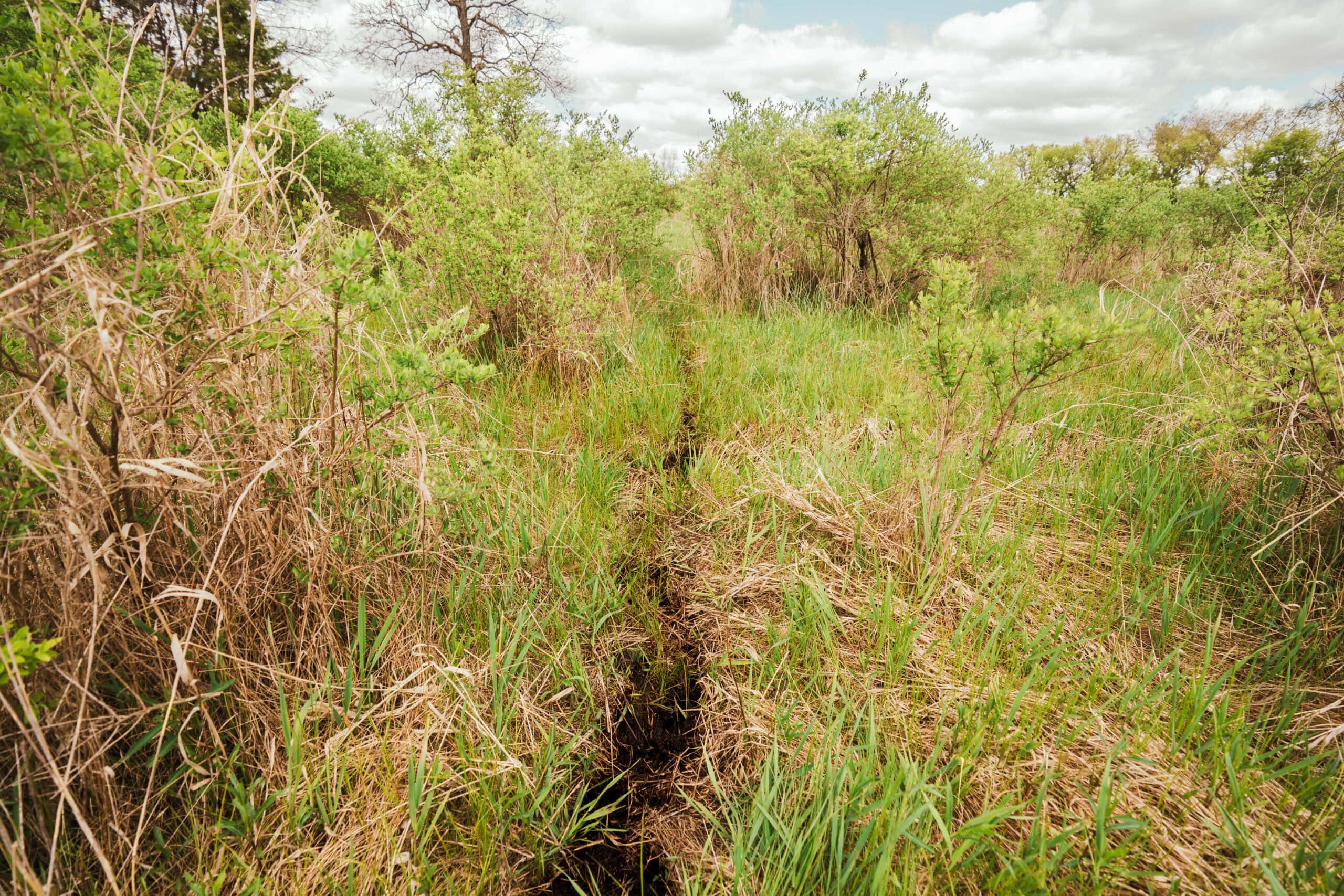 74 Acres in Dane County Town of York Rec, Hunting and Build Site for Sale