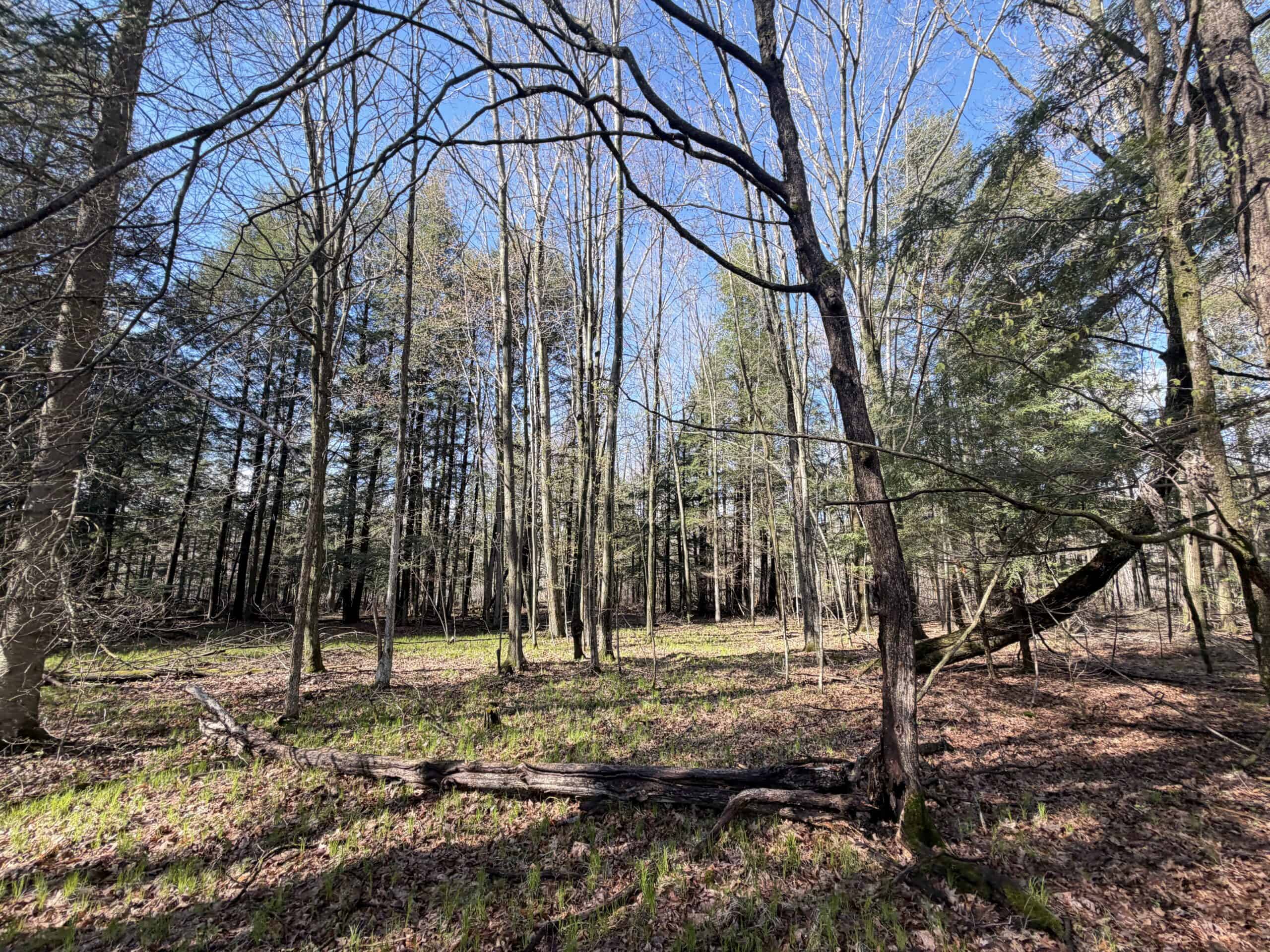 Portage County 40 Acre Hunting and Rec Property for Sale