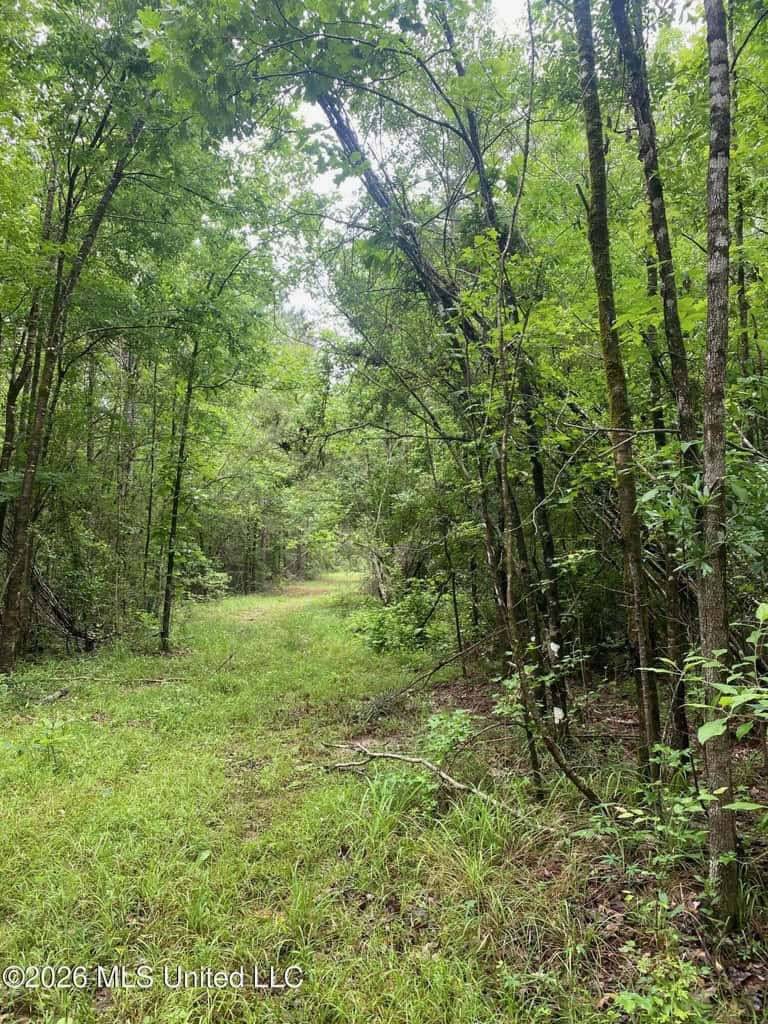 Hunting and Recreational Land for Sale in Amite County, Miss