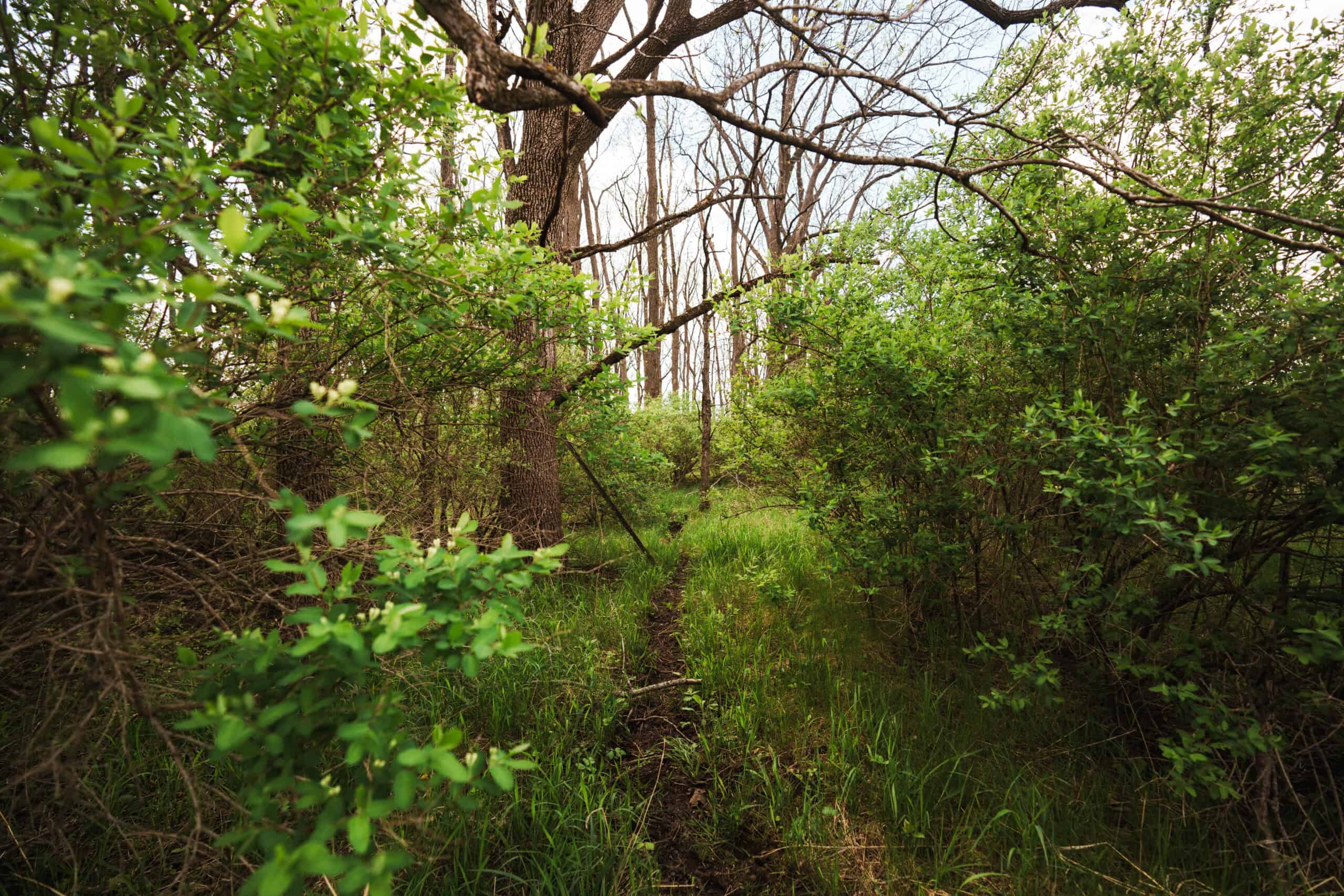 74 Acres in Dane County Town of York Rec, Hunting and Build Site for Sale