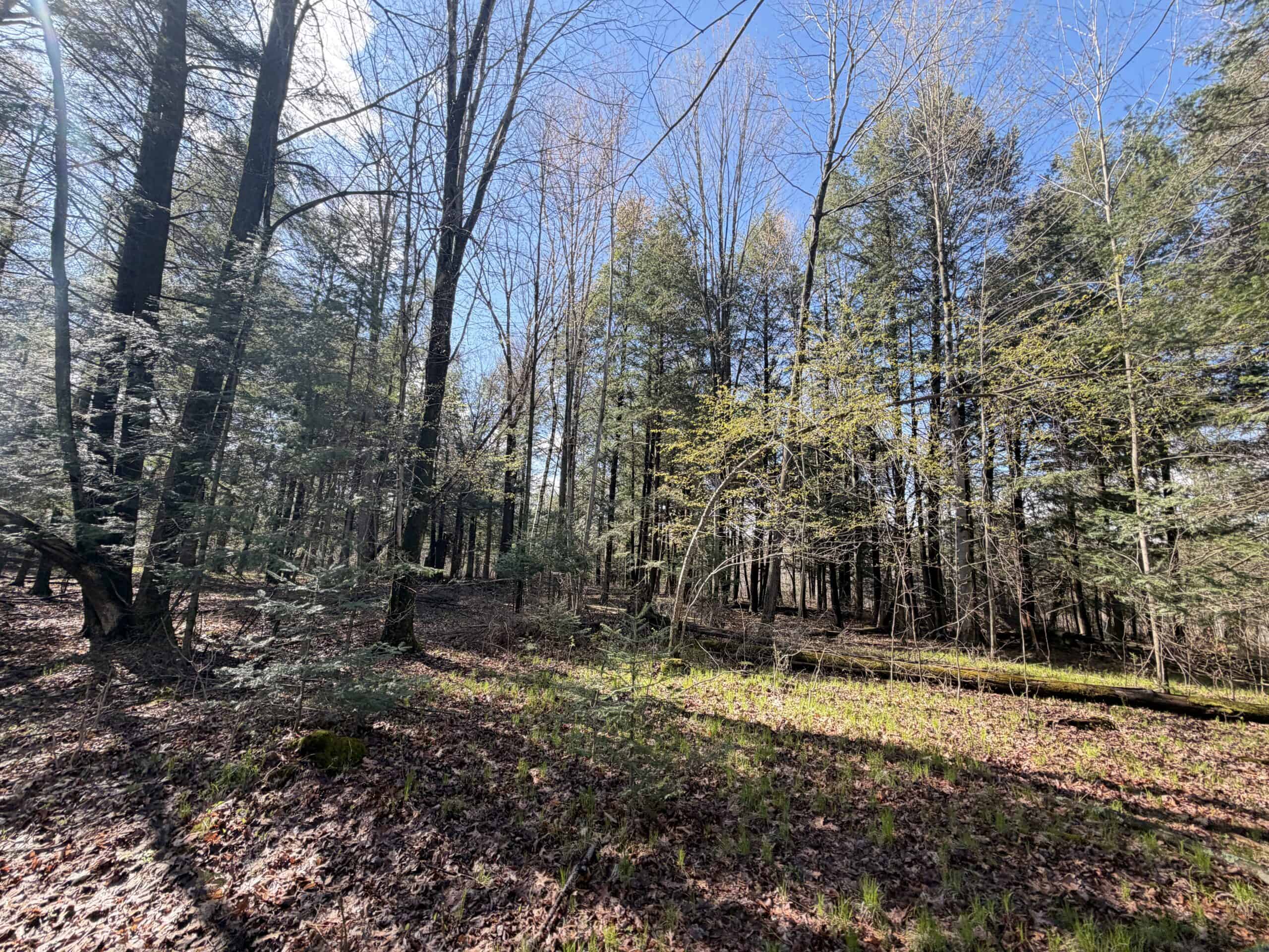 Portage County 40 Acre Hunting and Rec Property for Sale