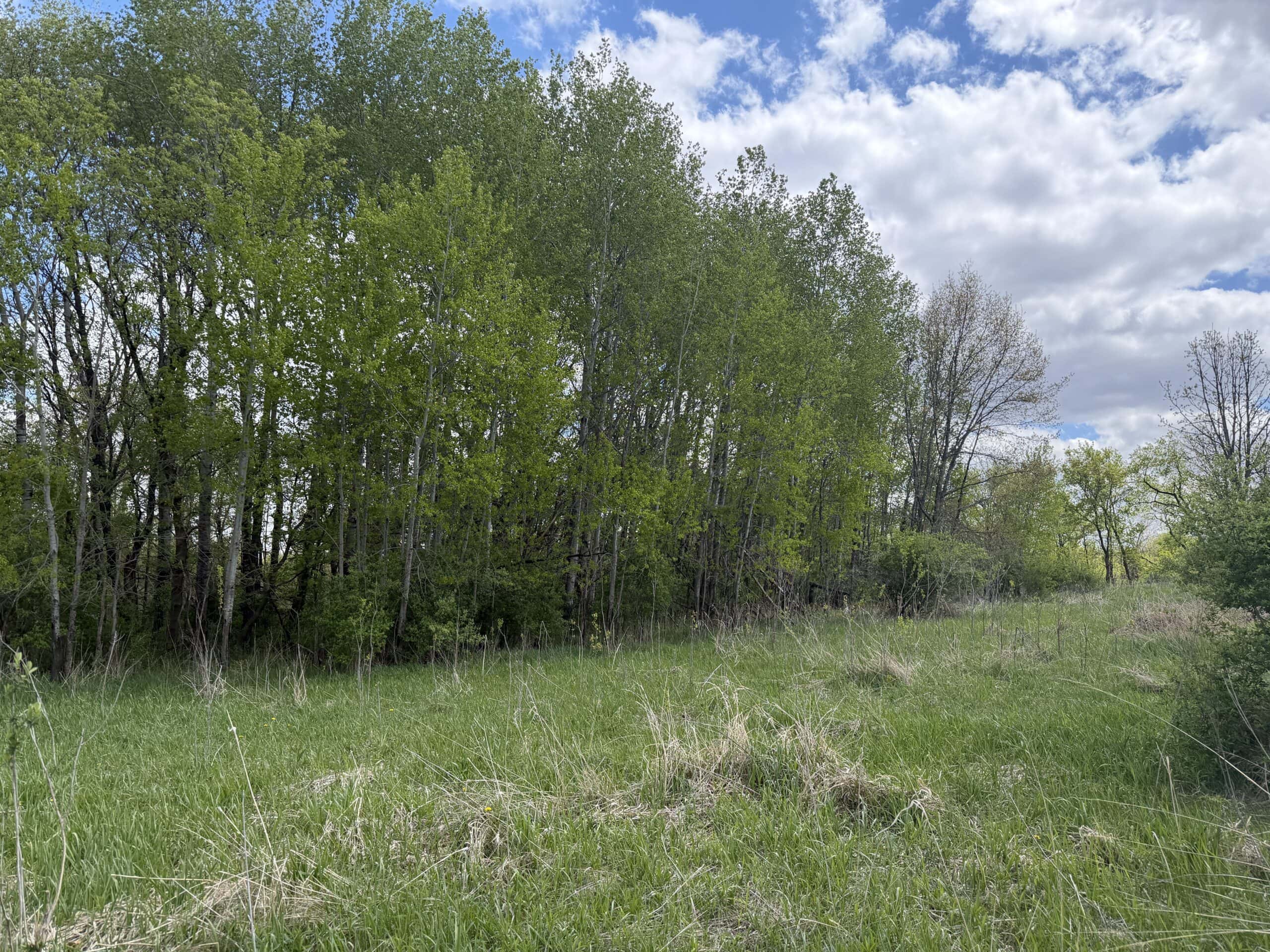 74 Acres in Dane County Town of York Rec, Hunting and Build Site for Sale