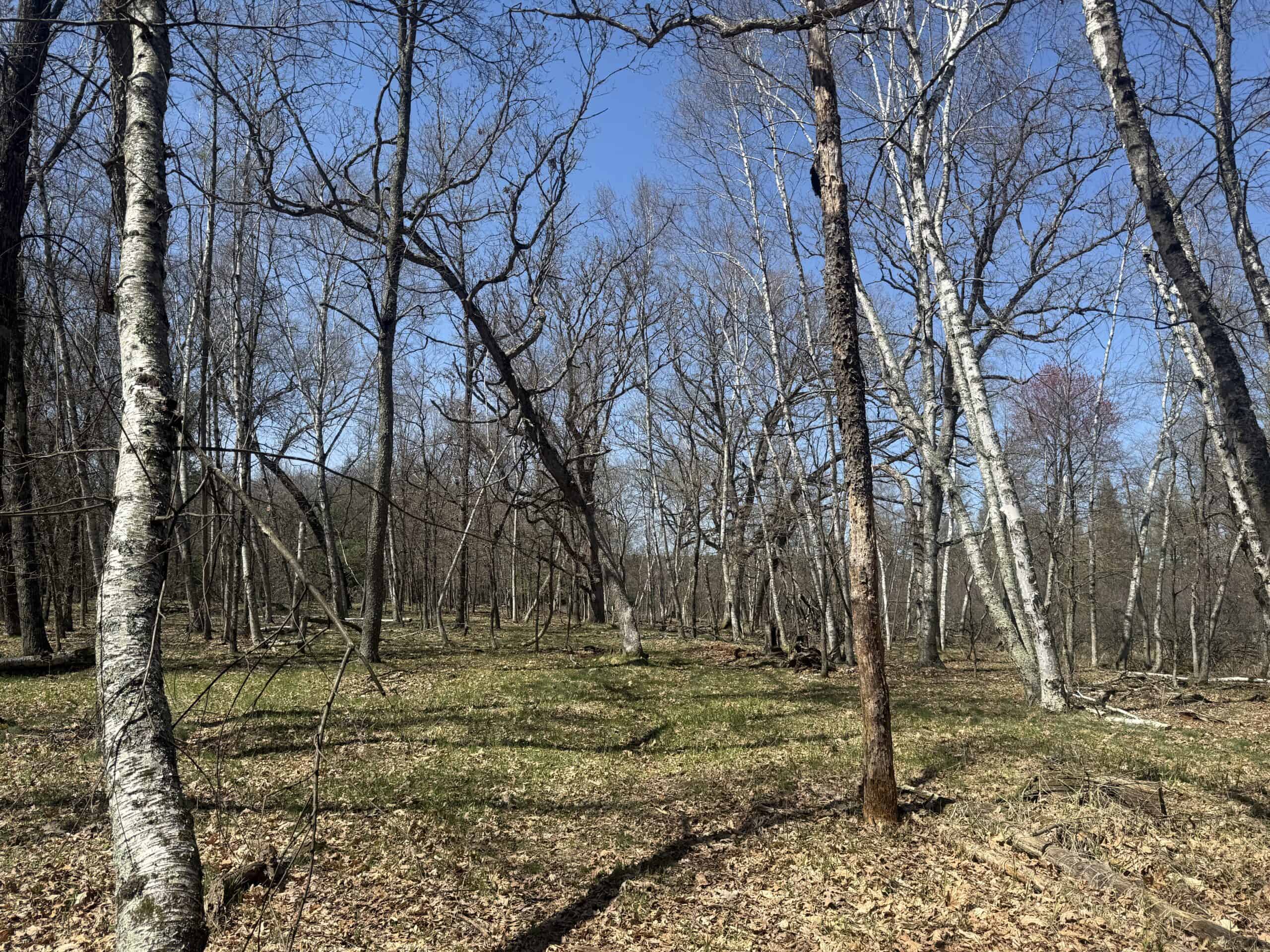 88 Acre Marquette County  WI Hunting Property For Sale