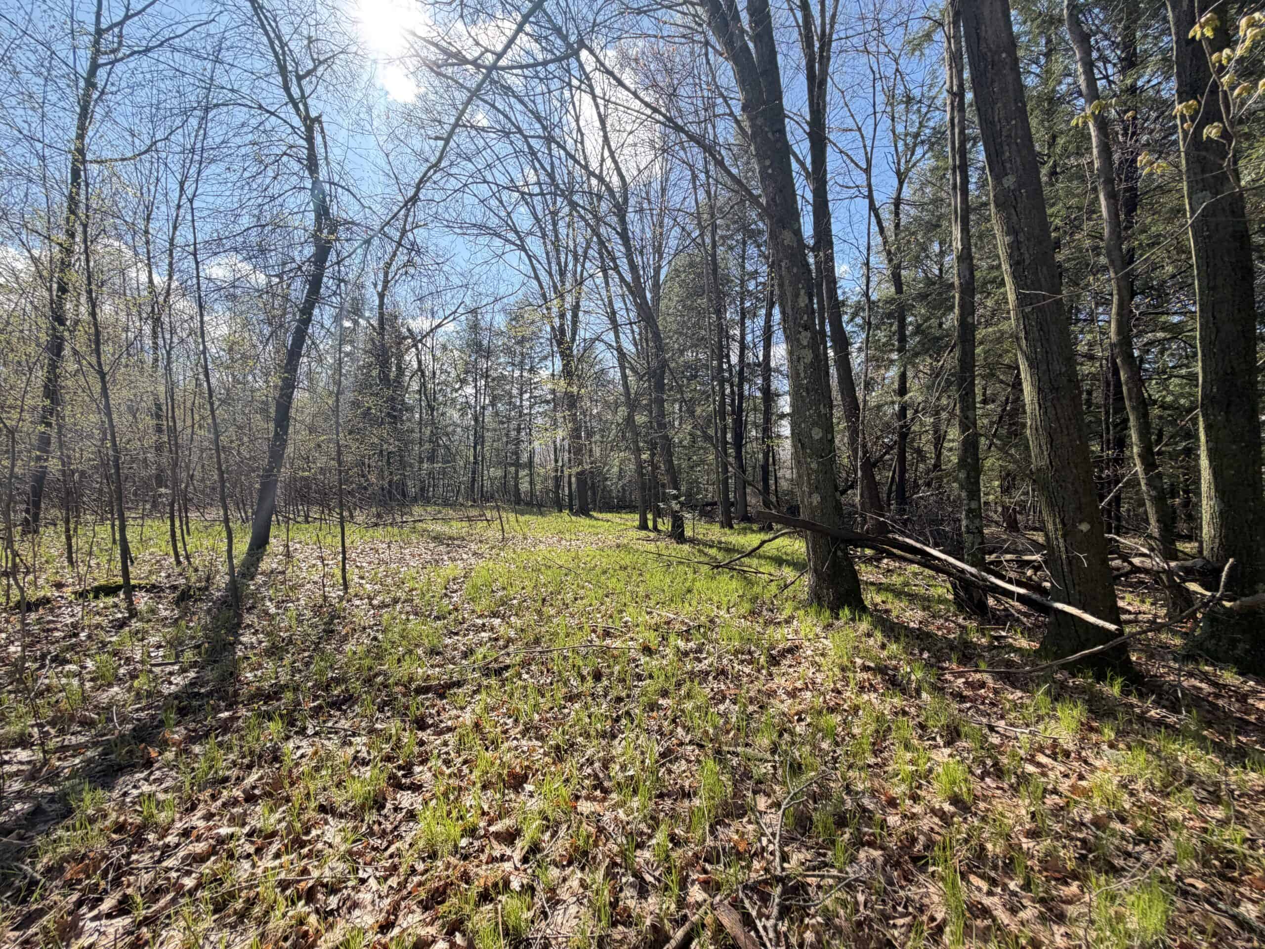 Portage County 40 Acre Hunting and Rec Property for Sale