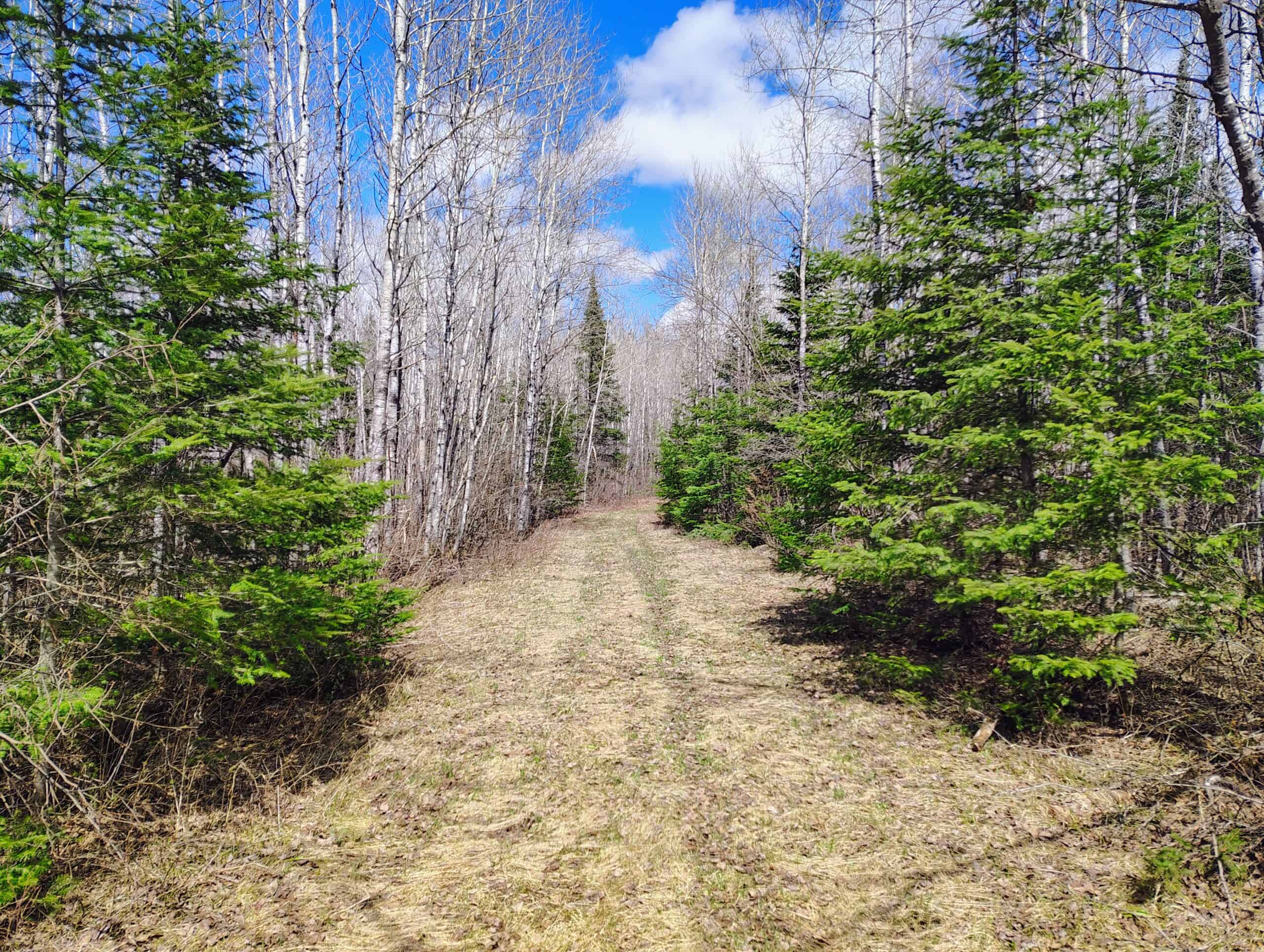 120 ± Acres with New Cabin located in Butternut, WI