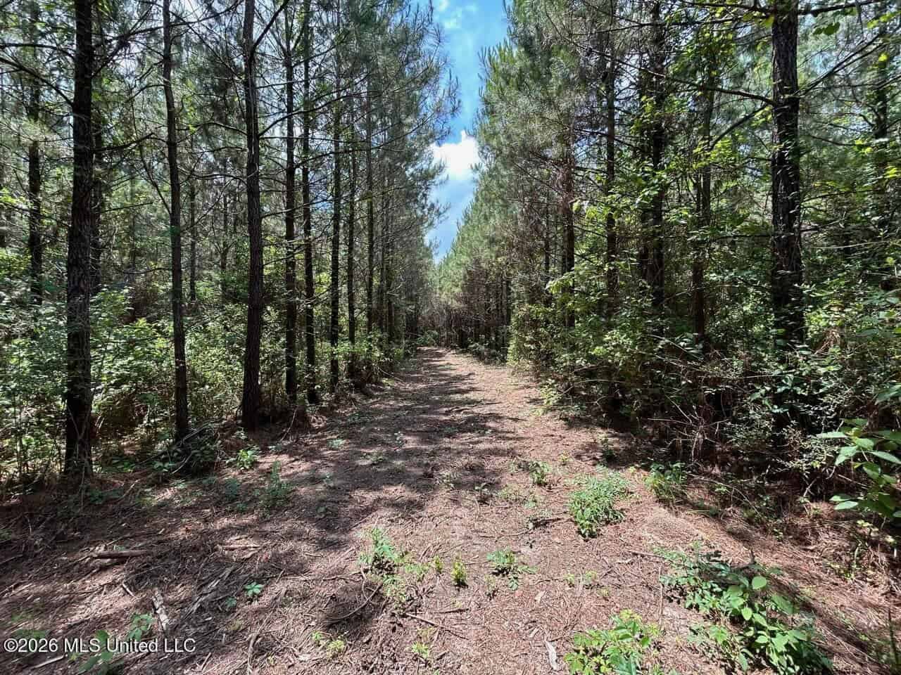 56 Acres in St. Helena Parish with Black Creek