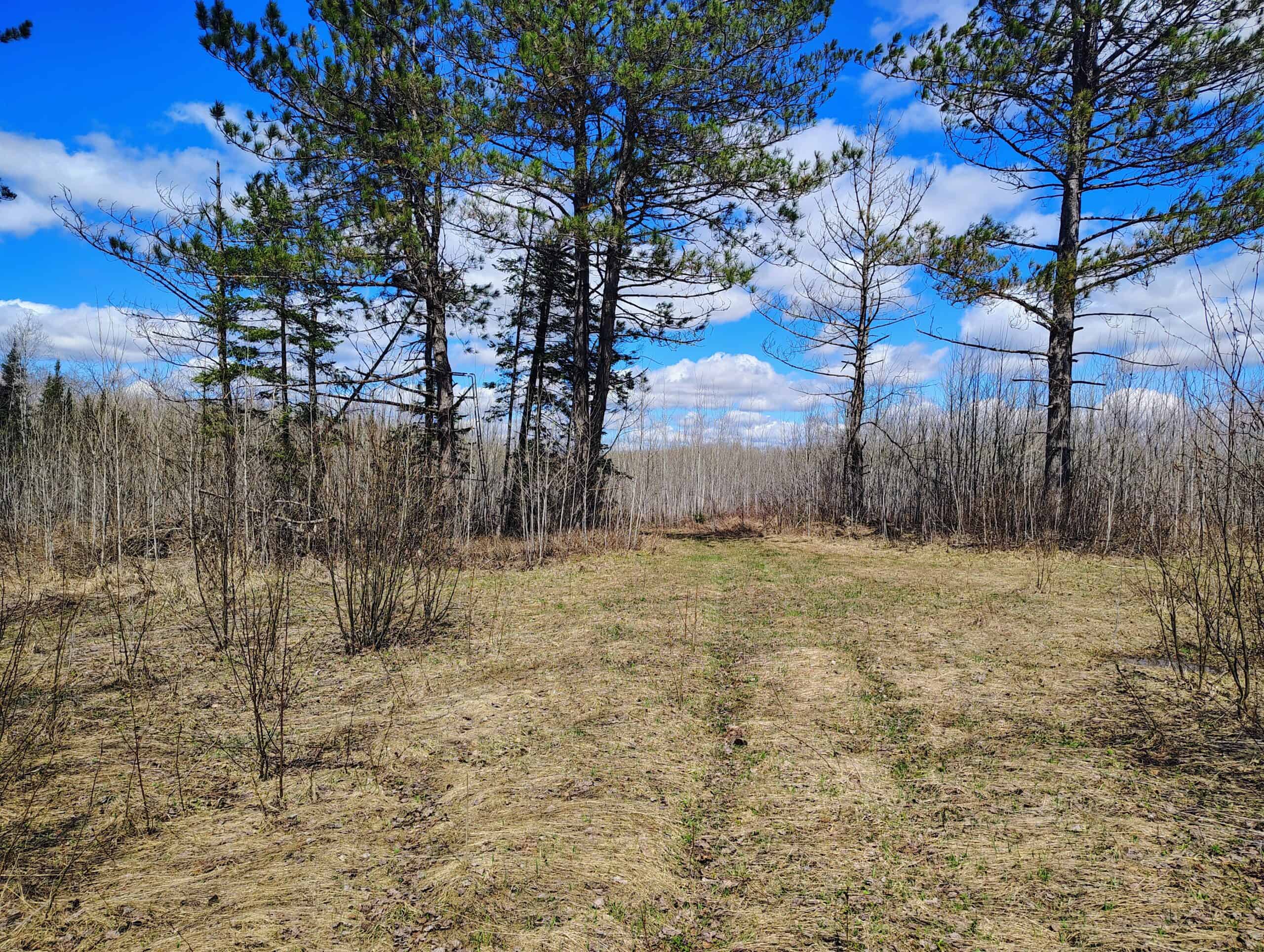 120 ± Acres with New Cabin located in Butternut, WI