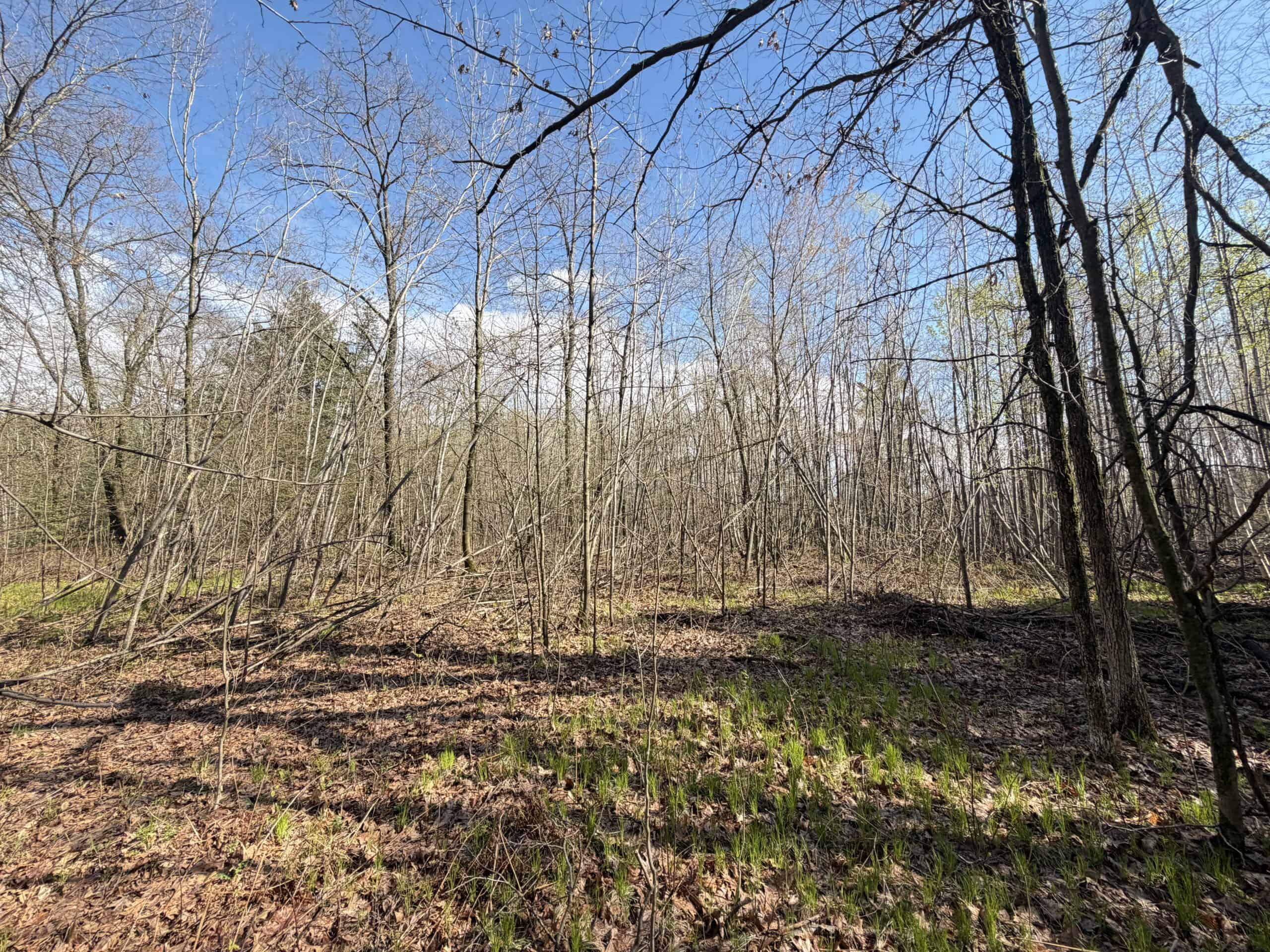 Portage County 40 Acre Hunting and Rec Property for Sale