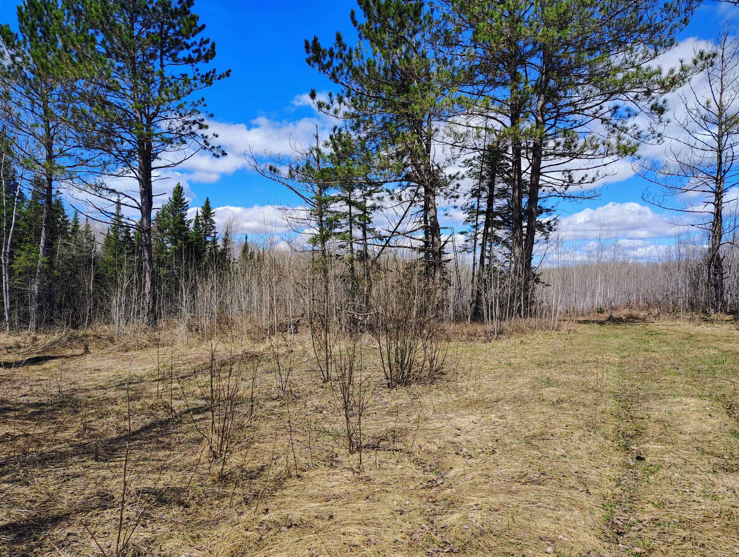 120 ± Acres with New Cabin located in Butternut, WI
