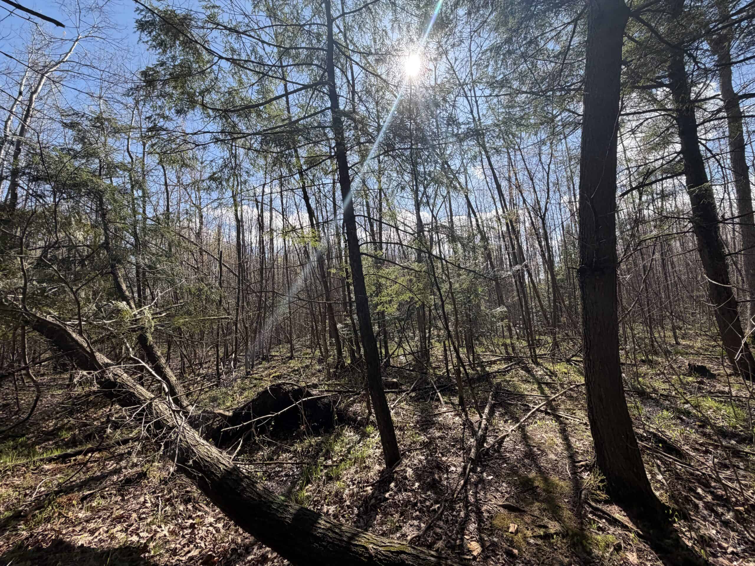 Portage County 40 Acre Hunting and Rec Property for Sale