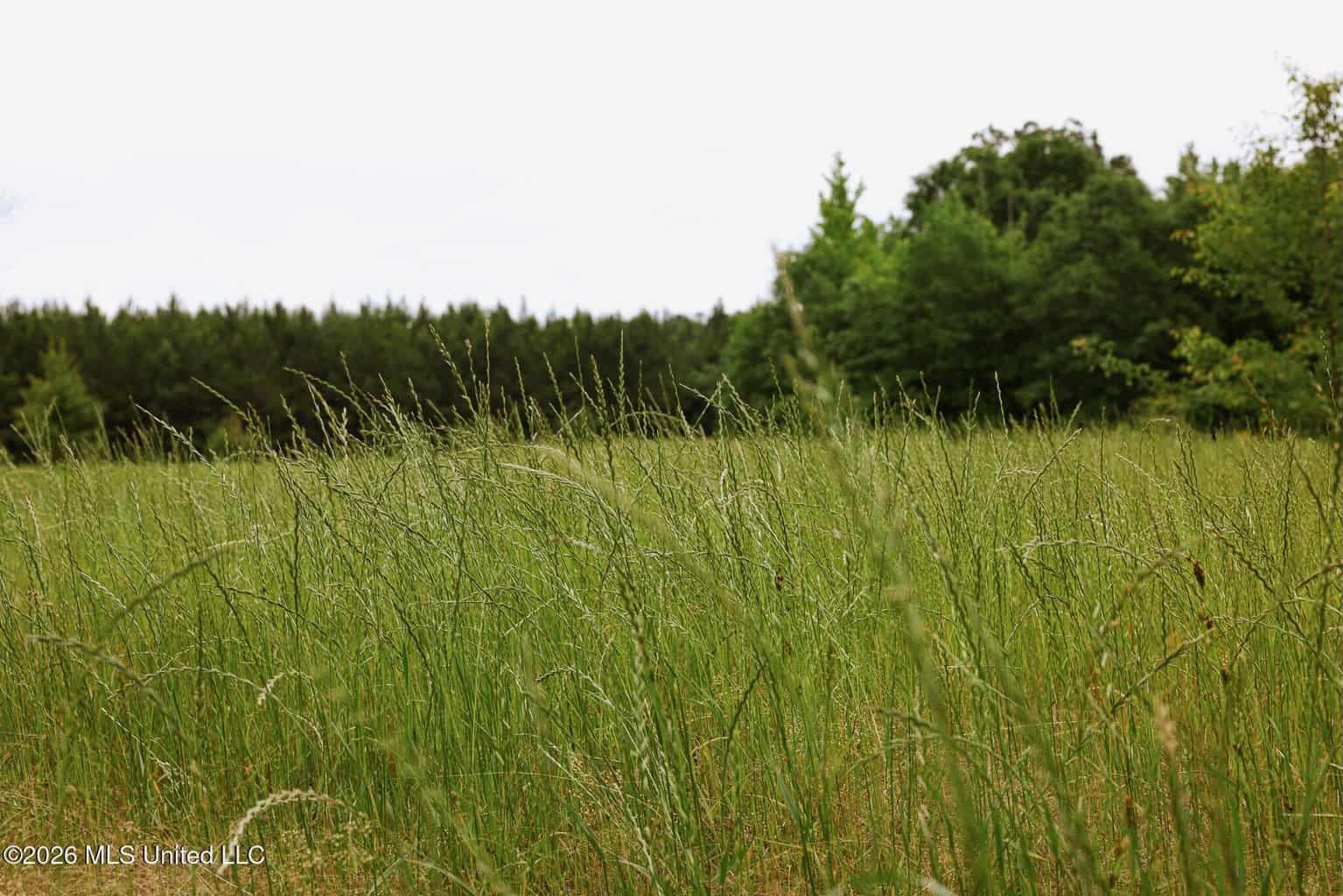Land for Sale in Amite County, MS