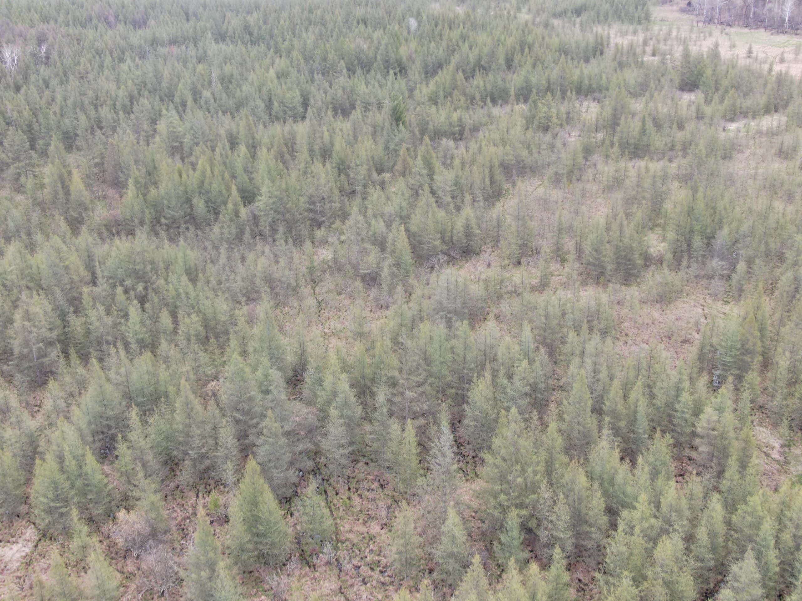 88 Acre Marquette County  WI Hunting Property For Sale
