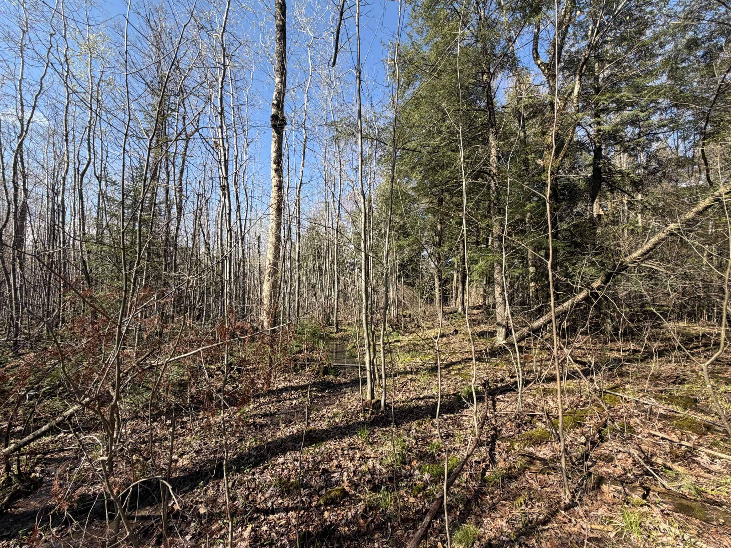Portage County 40 Acre Hunting and Rec Property for Sale