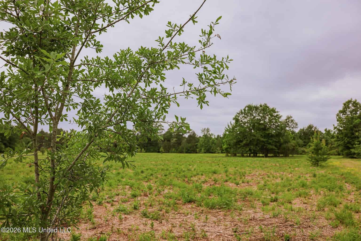 Land for Sale in Amite County, MS