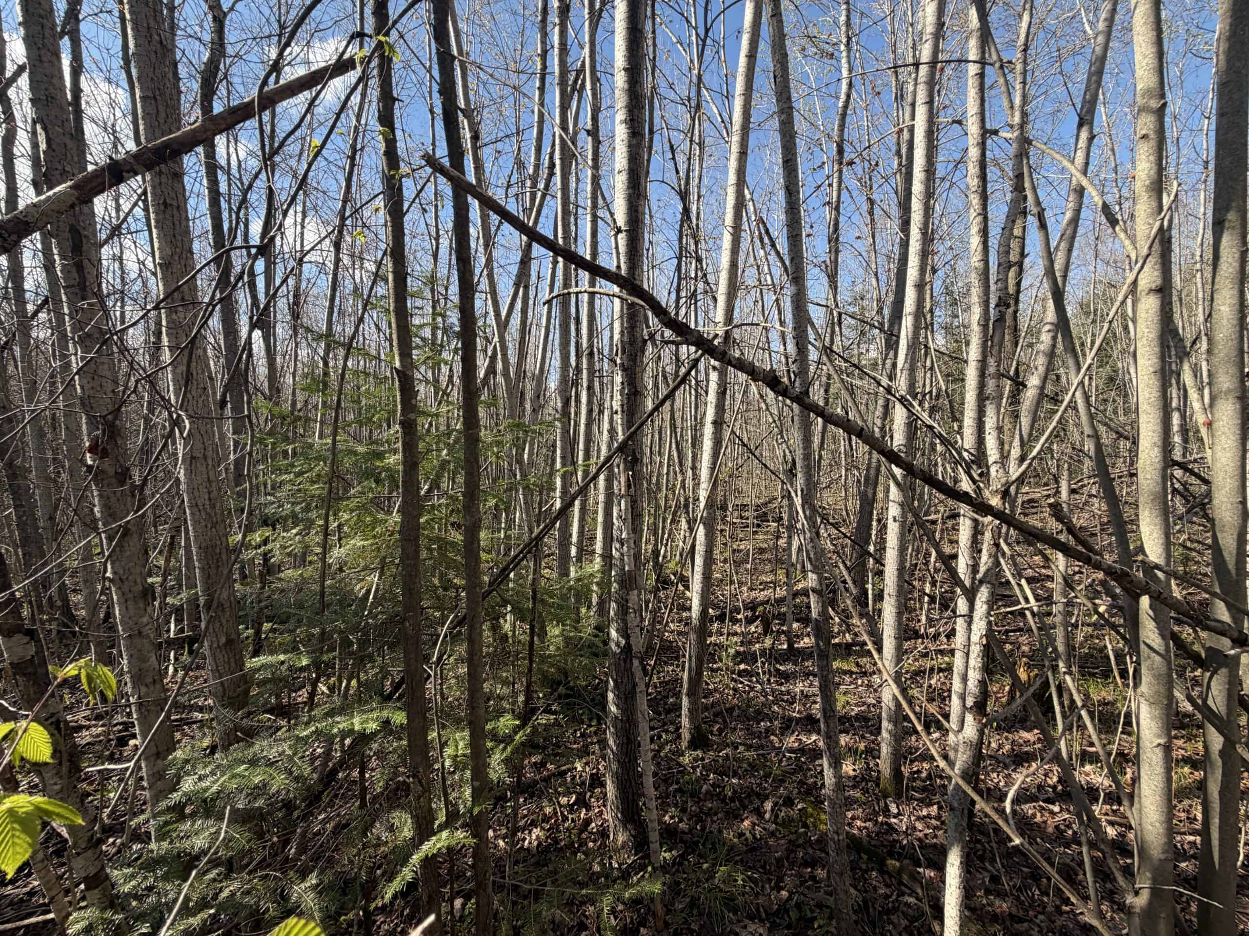 Portage County 40 Acre Hunting and Rec Property for Sale