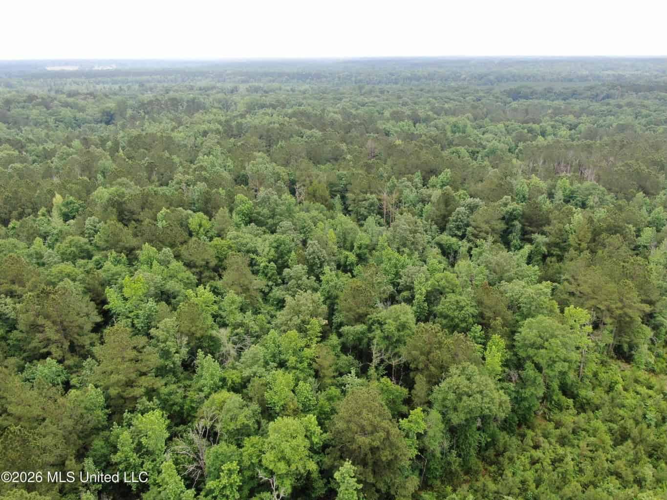 Hunting and Recreational Land for Sale in Amite County, Miss