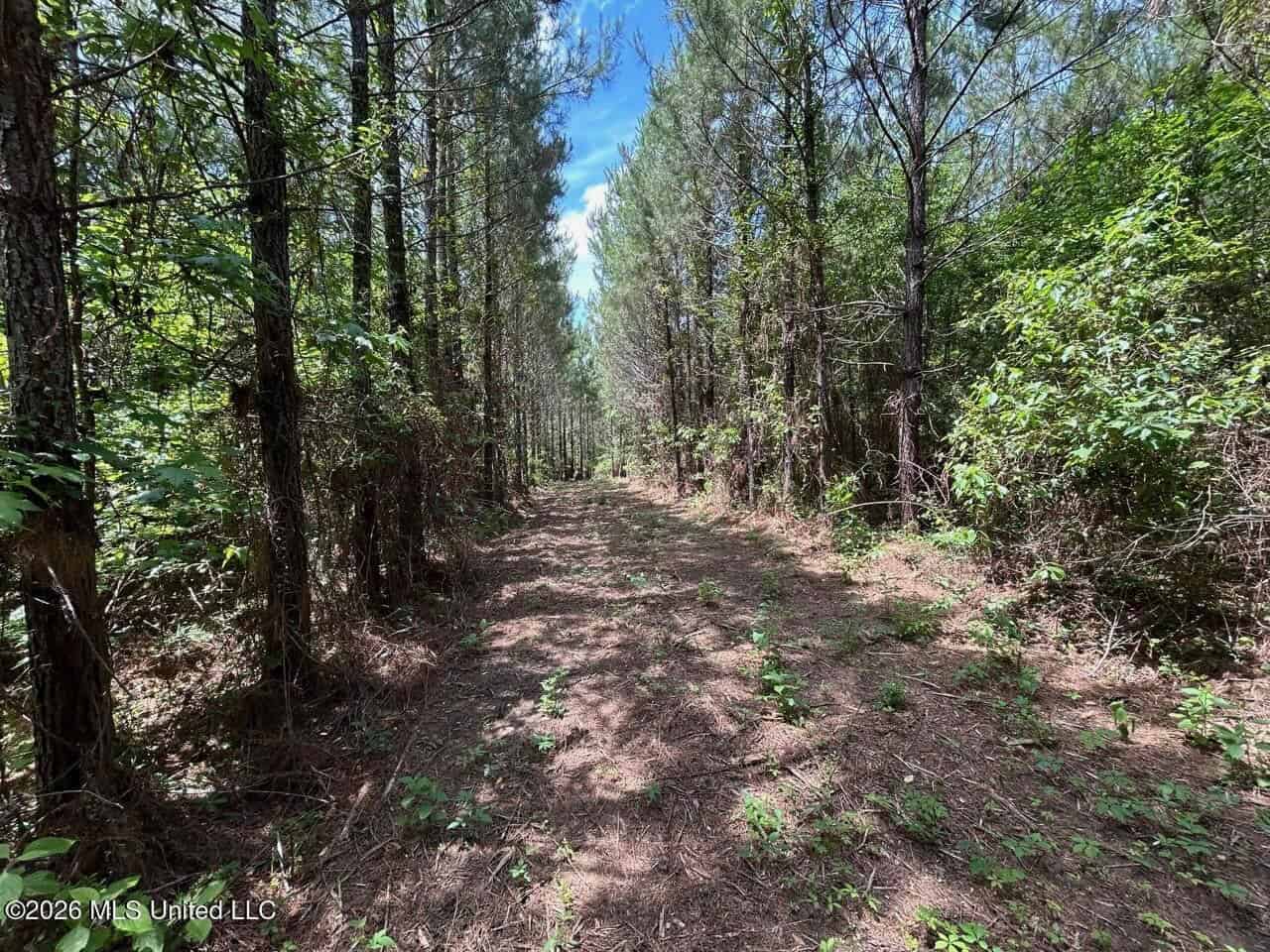 56 Acres in St. Helena Parish with Black Creek