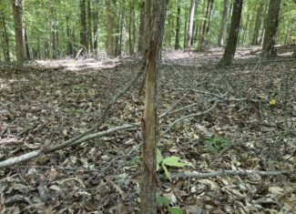 LAND FOR SALE IN TN, HOMESITE, HUNTING, FIELD, TIMBER, CREEK