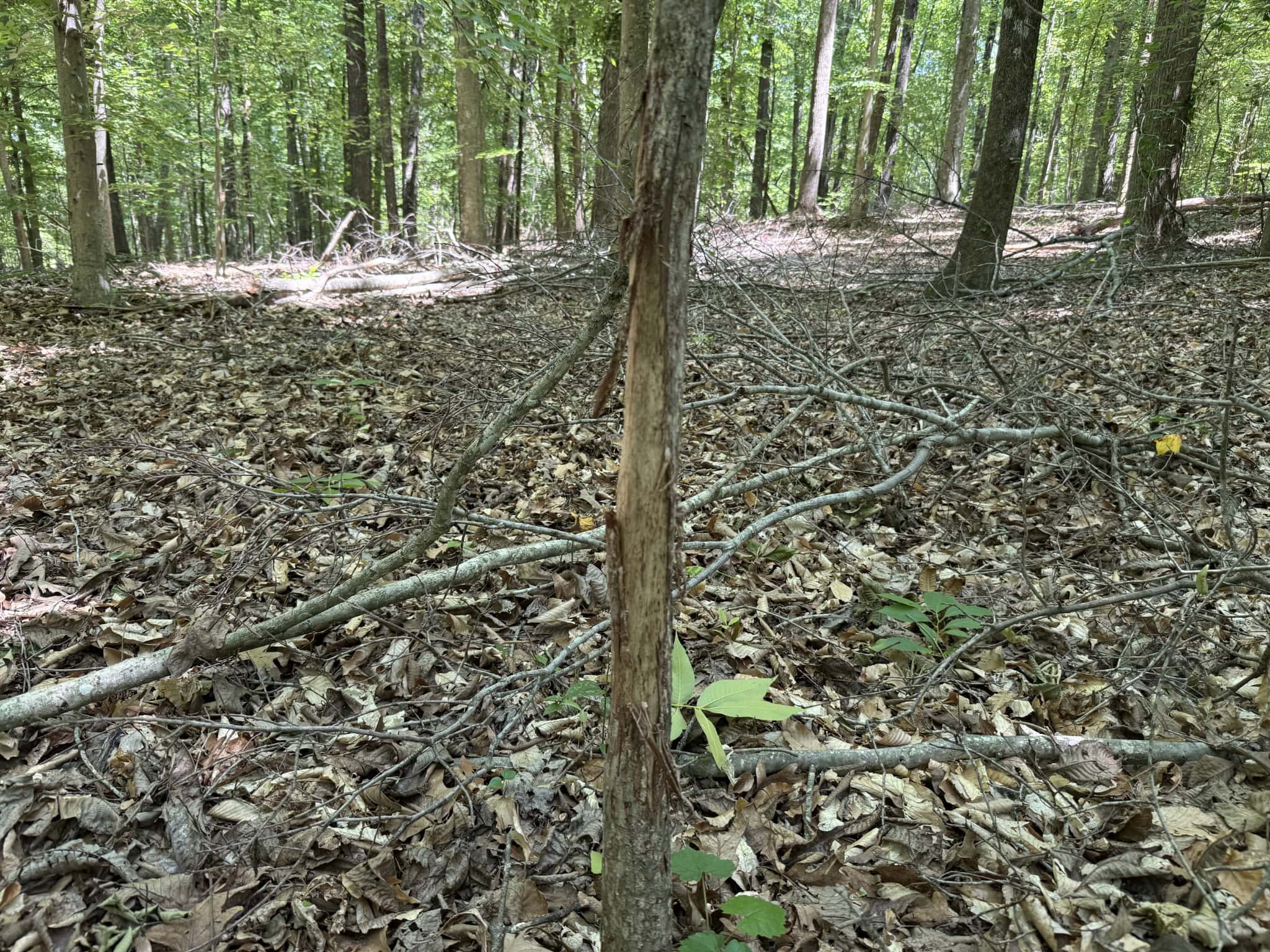 LAND FOR SALE IN TN, HOMESITE, HUNTING, FIELD, TIMBER, CREEK