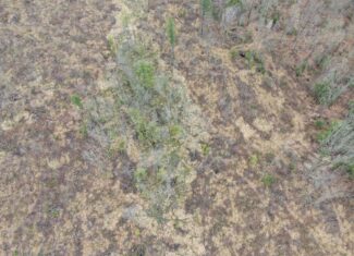 80 Acre Portage County Timber Tract For Sale