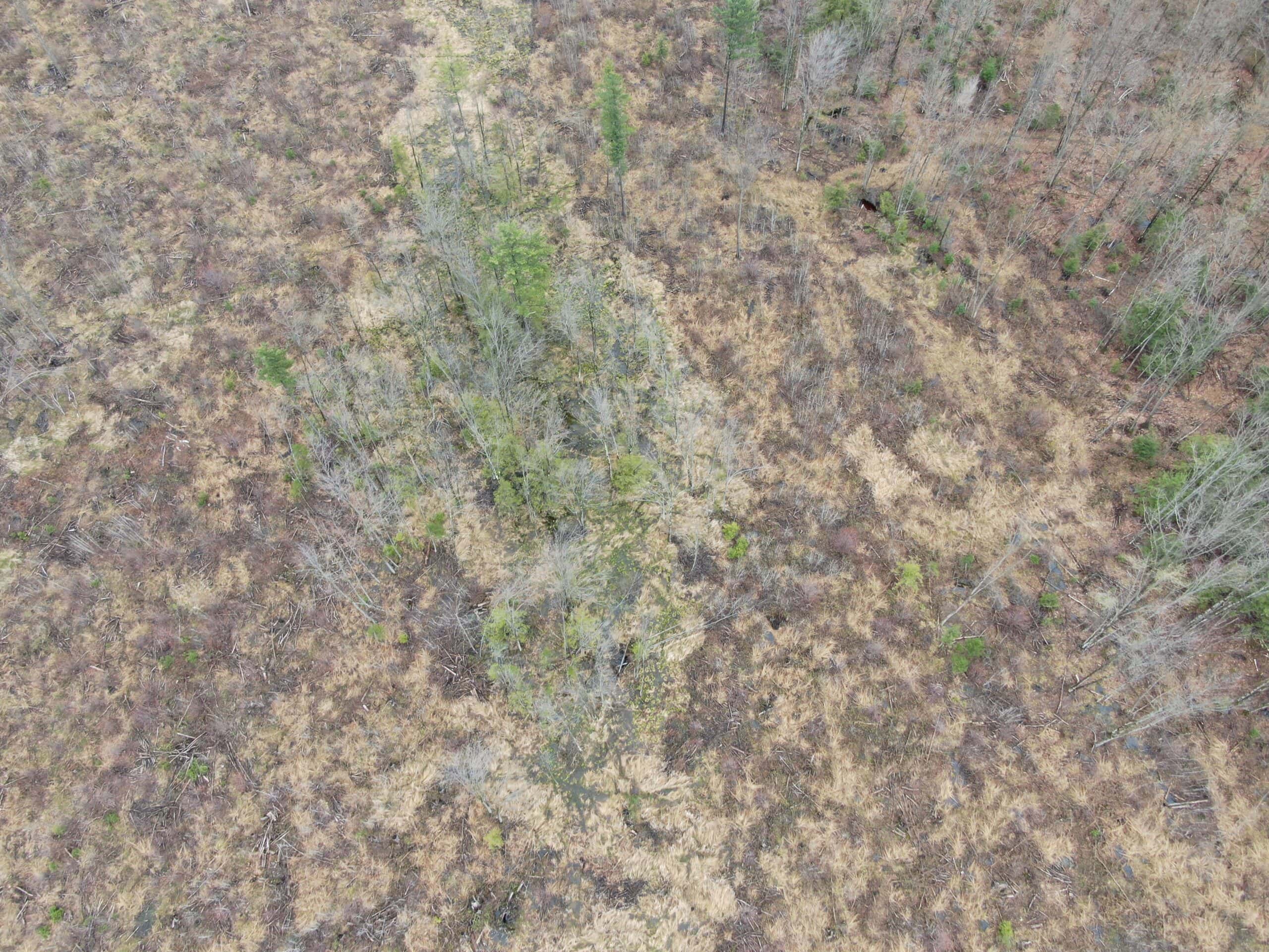 80 Acre Portage County Timber Tract For Sale