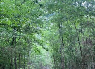 Hunting and Recreational Land for Sale in Amite County, Miss