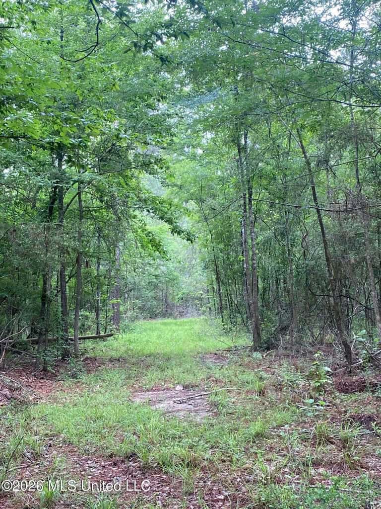 Hunting and Recreational Land for Sale in Amite County, Miss