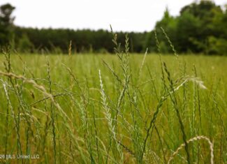 Land for Sale in Amite County, MS