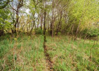 74 Acres in Dane County Town of York Rec, Hunting and Build Site for Sale
