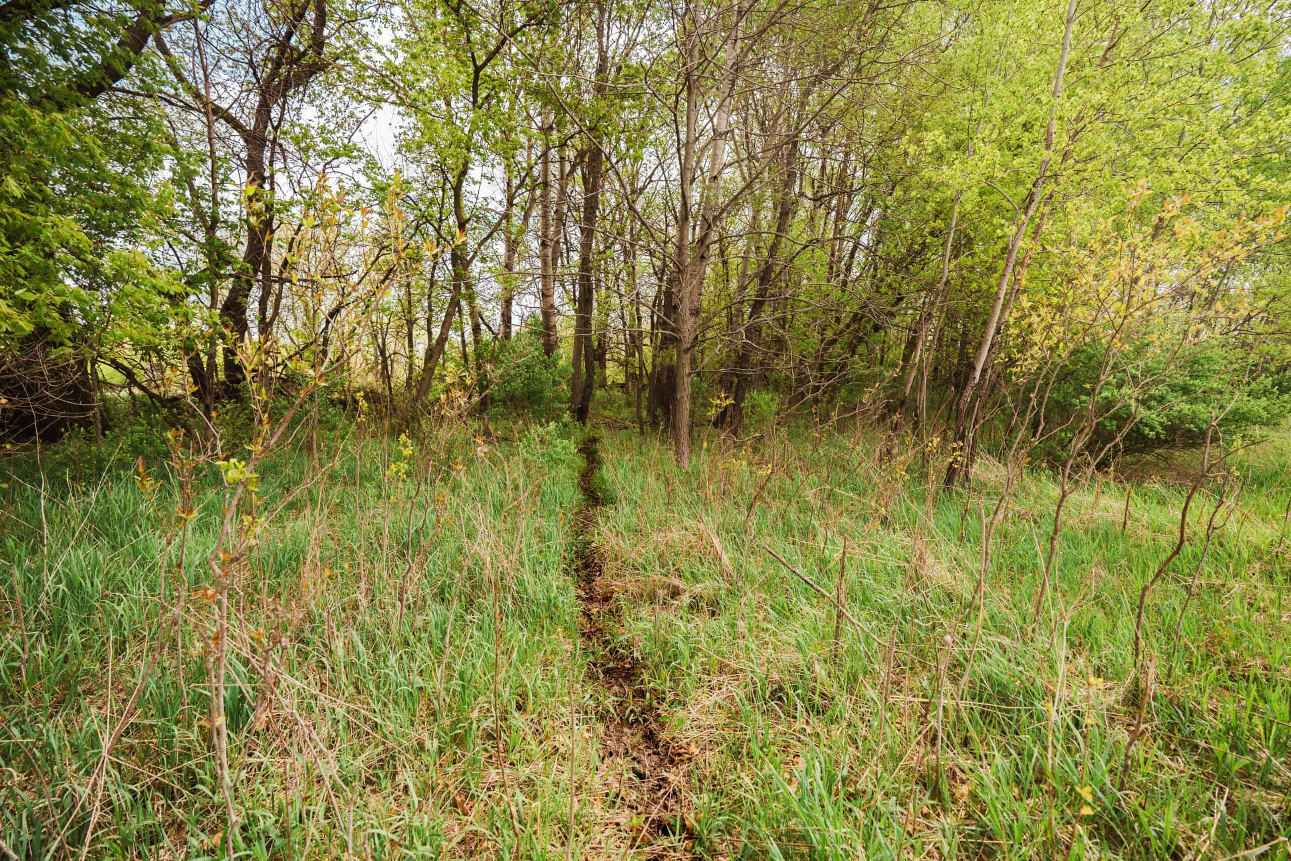 74 Acres in Dane County Town of York Rec, Hunting and Build Site for Sale