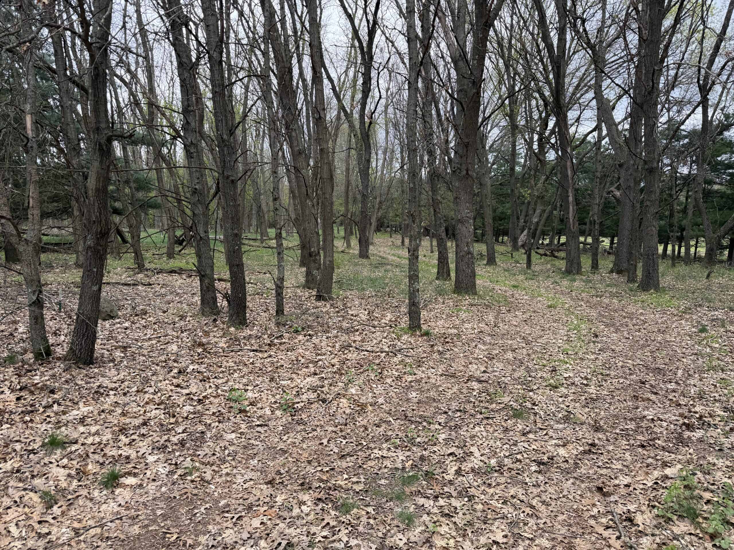 88 Acre Marquette County  WI Hunting Property For Sale