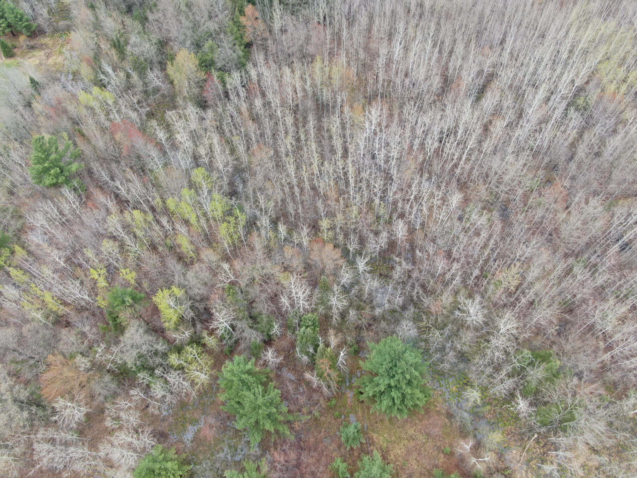 Portage County 40 Acre Hunting and Rec Property for Sale