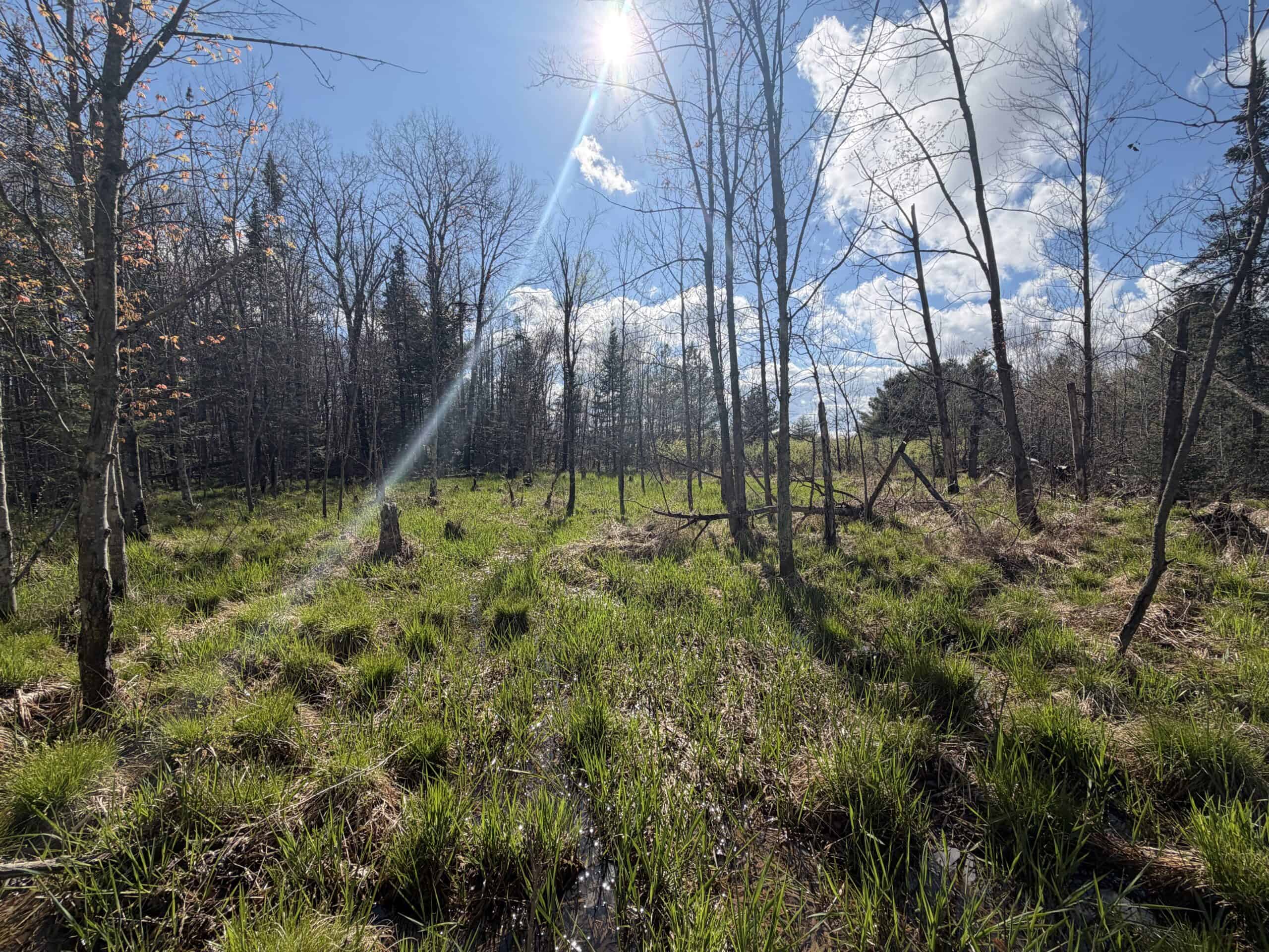 Portage County 40 Acre Hunting and Rec Property for Sale