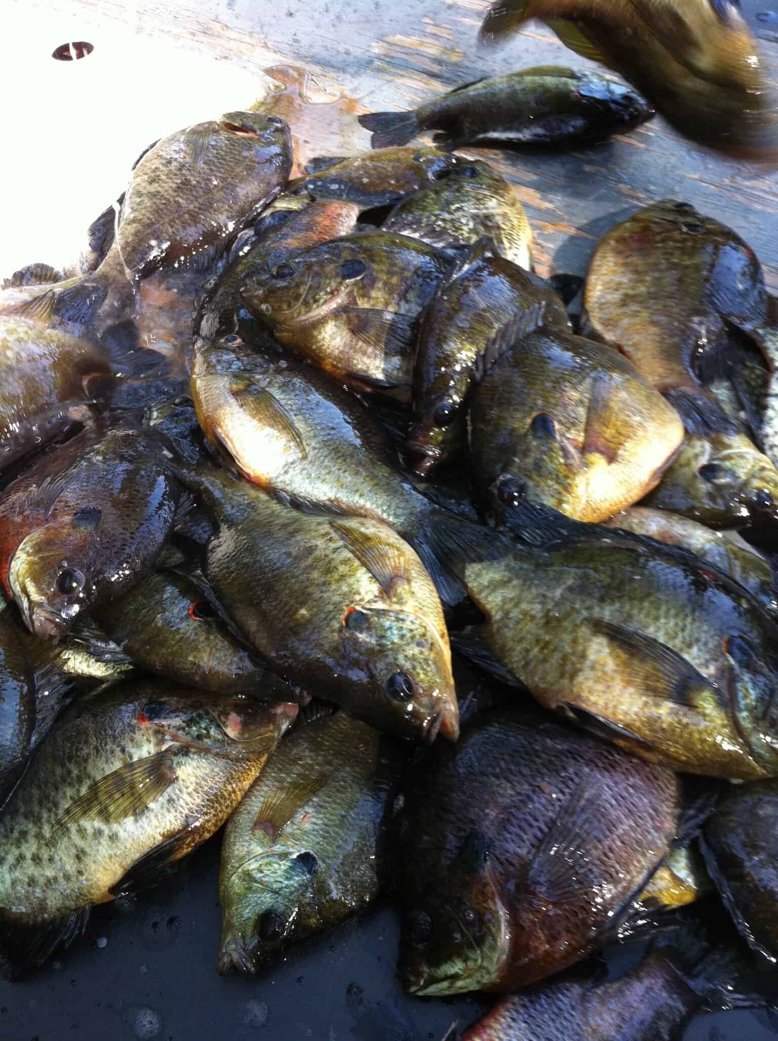 Saline Lake Hunting Property and Lodge Winn Parish LA