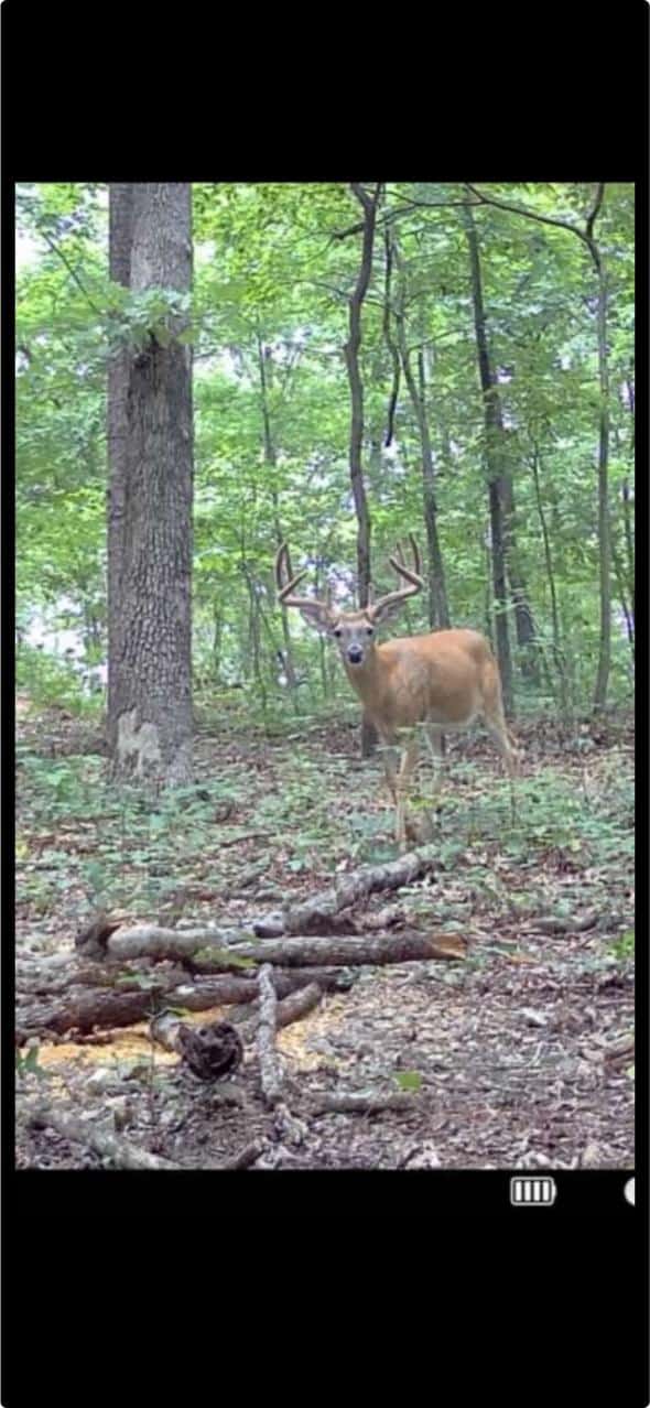 Hunting land with a Camp on Saline Lake Winn Parish LA