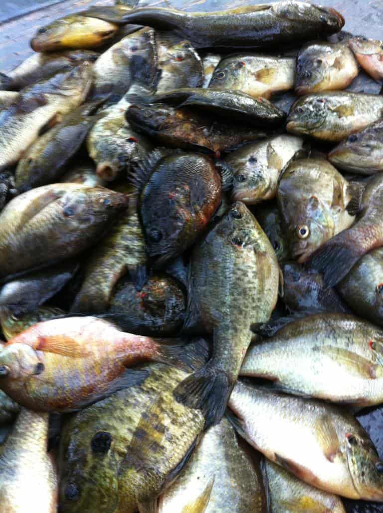 Hunting land with a Camp on Saline Lake Winn Parish LA