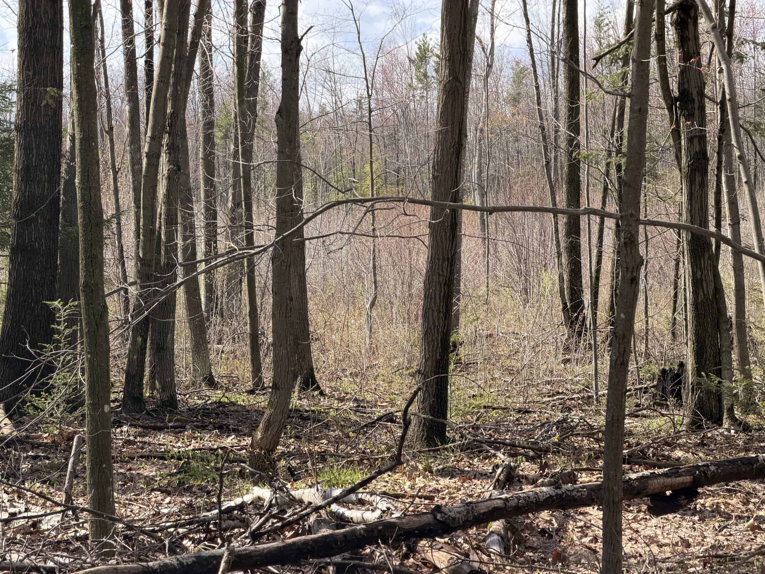 120 acres located in the Town of Dewey, Portage County, WI