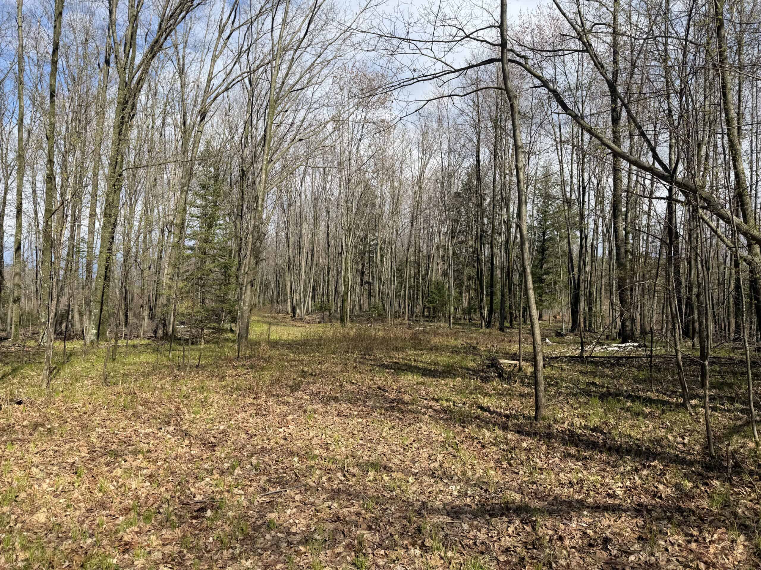80 Acre Portage County Timber Tract For Sale