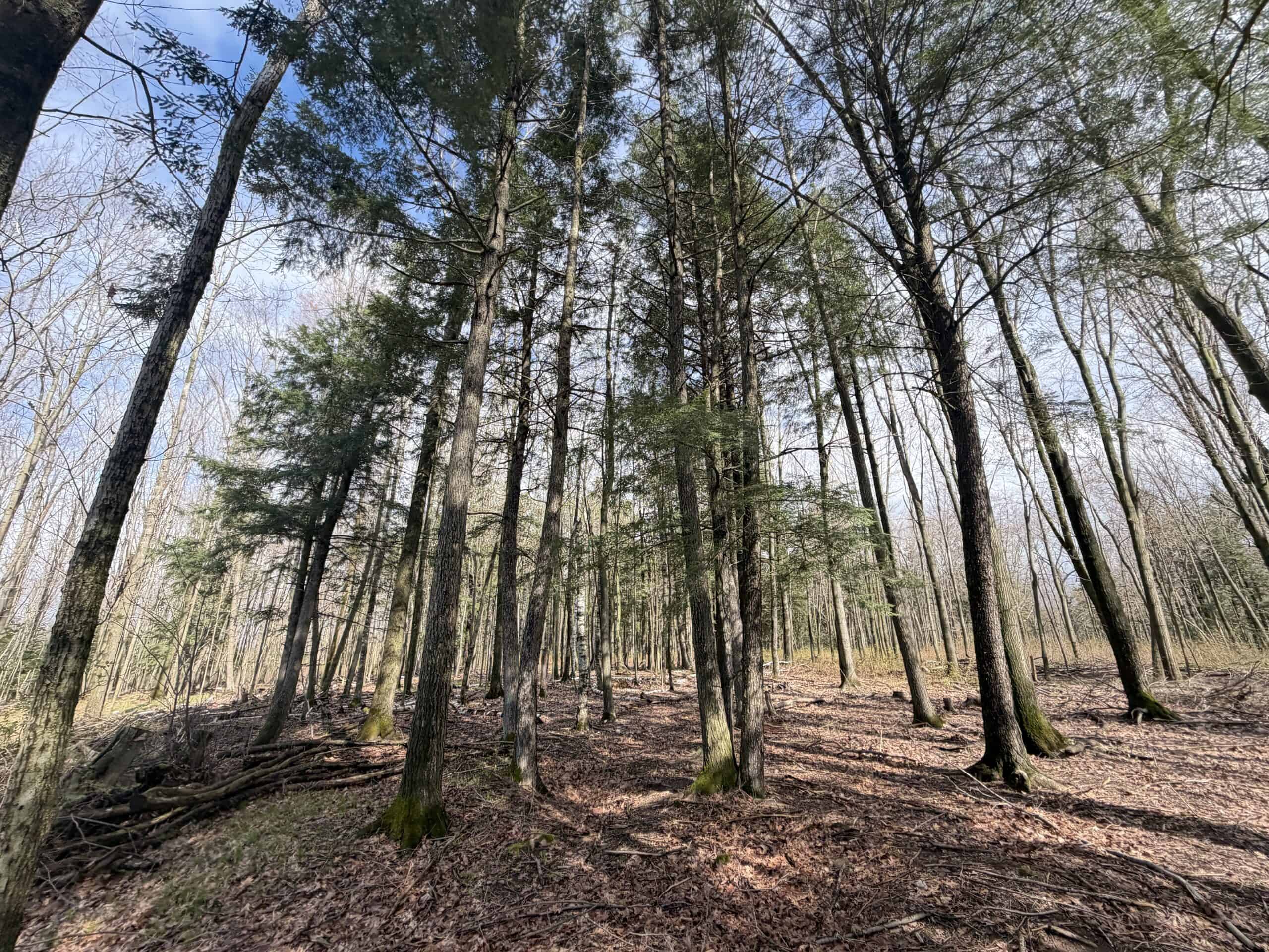 120 acres located in the Town of Dewey, Portage County, WI