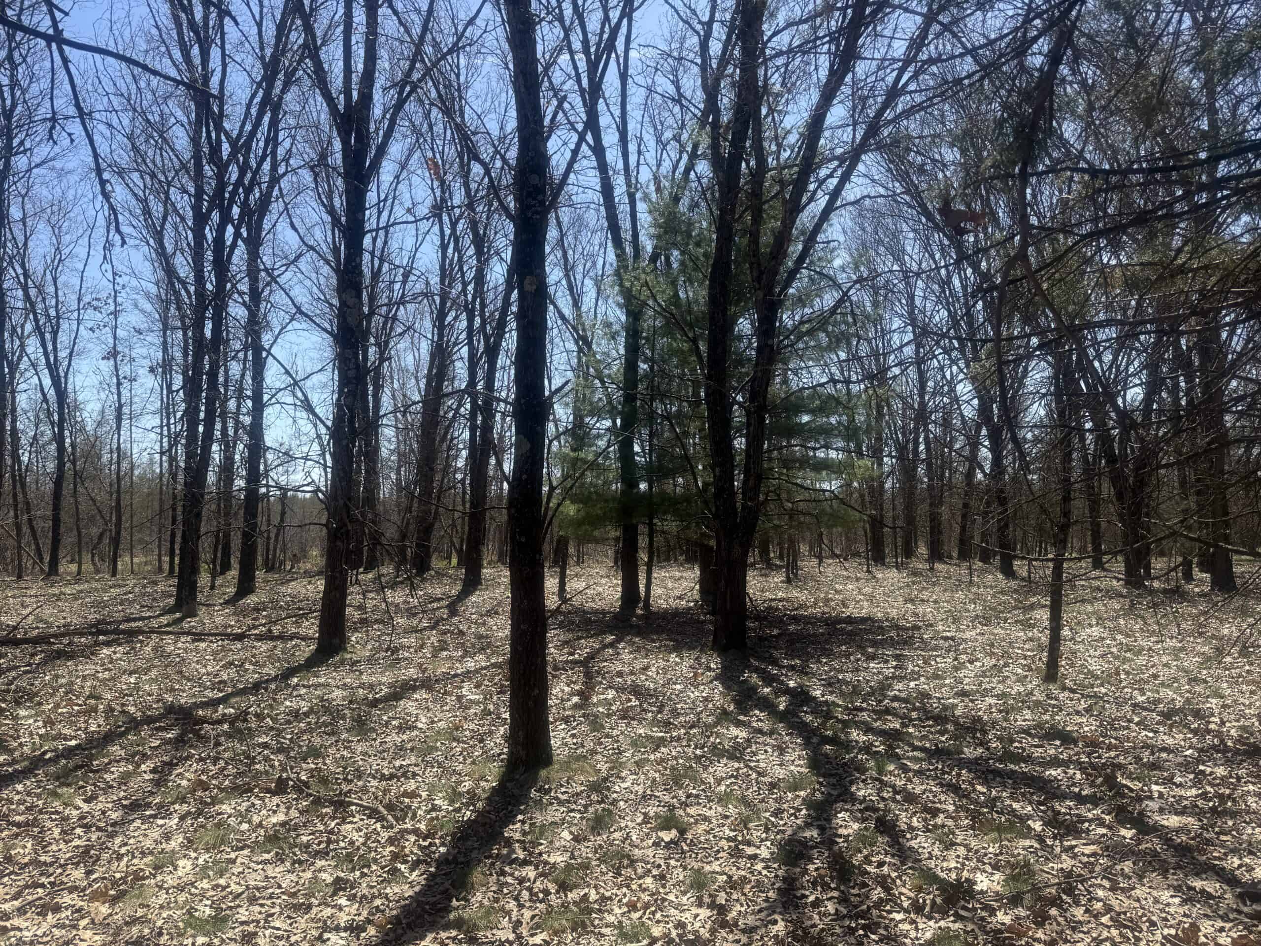 88 Acre Marquette County  WI Hunting Property For Sale