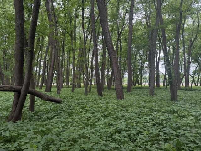 Trophy Whitetail Farm In NW Missouri For Sale – 45 Acres