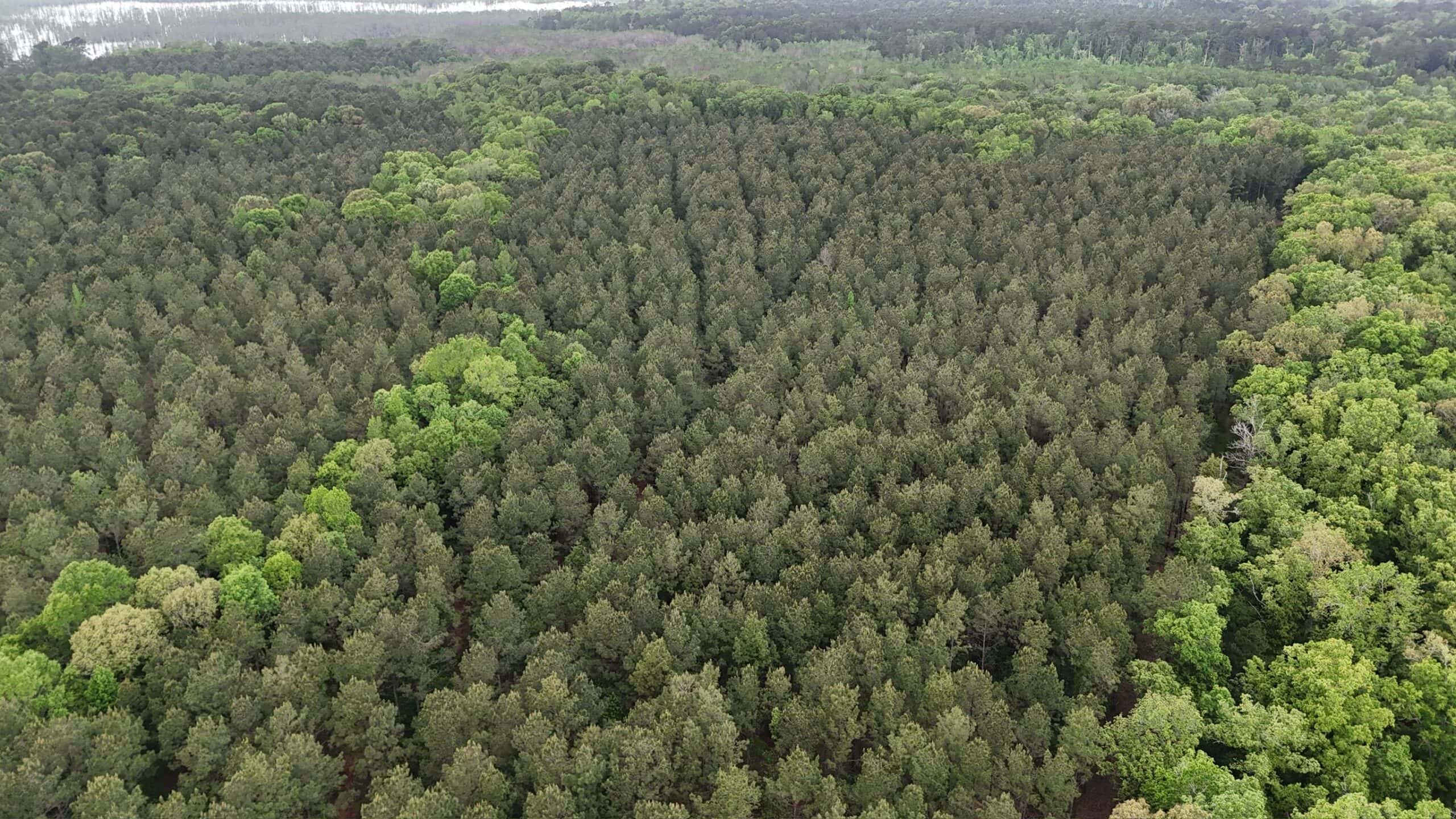 Saline Lake Hunting Property and Lodge Winn Parish LA
