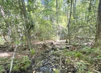 Exceptional 110 ac Hunting & Recreational Property in Shellman, GA