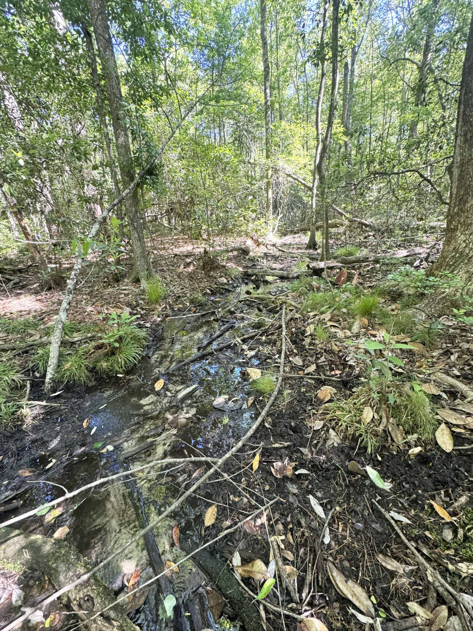 Exceptional 110 ac Hunting & Recreational Property in Shellman, GA