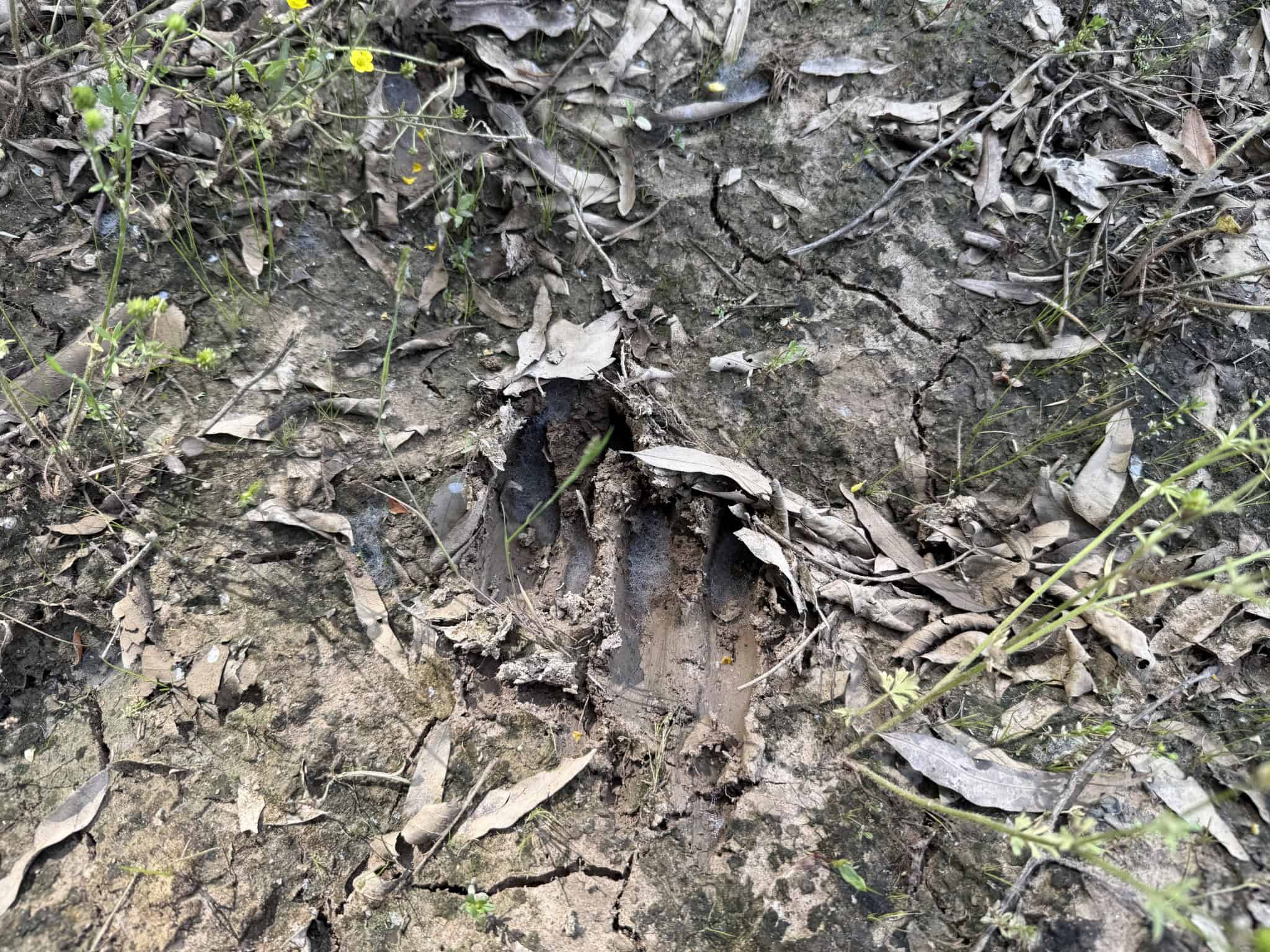 LAND FOR SALE IN TN, HOMESITE, HUNTING, FIELD, TIMBER, CREEK