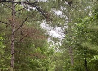 Hunting and Recreational Land for Sale in Amite County, Miss