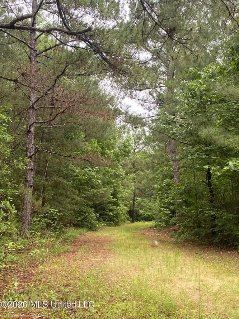 Hunting and Recreational Land for Sale in Amite County, Miss
