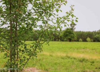 Land for Sale in Amite County, MS