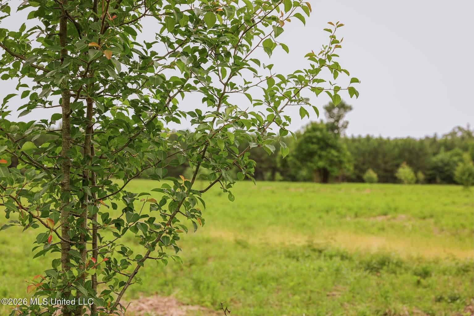 Land for Sale in Amite County, MS